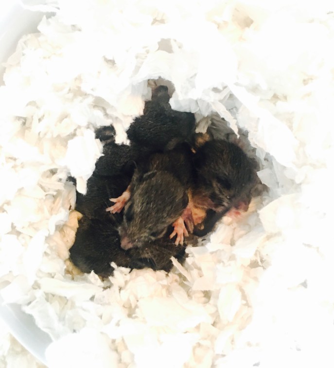 Nest of Babies.jpg